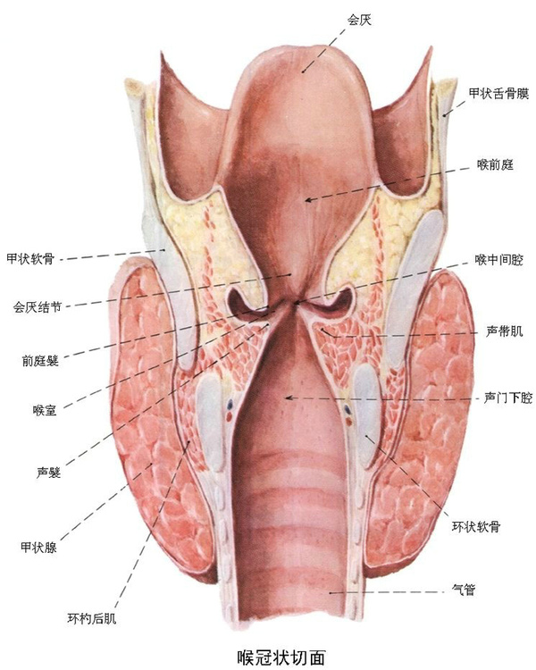 咽喉癌结构图图片