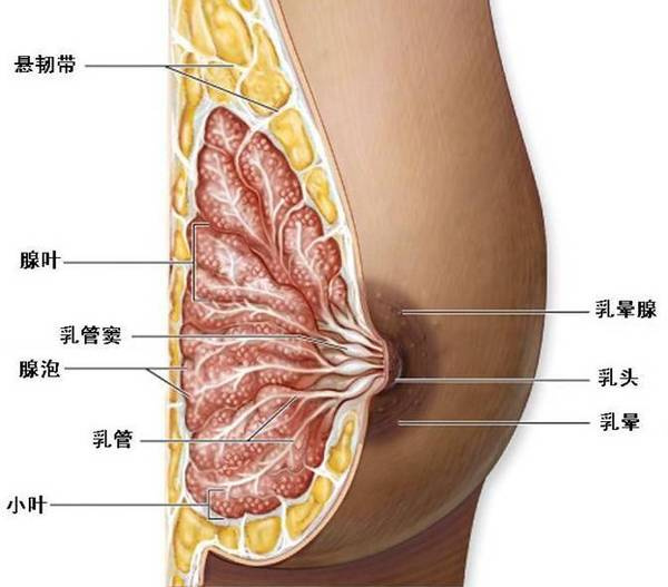 乳腺纤维瘤术后多久可以穿内衣_乳腺纤维瘤术后疤痕图