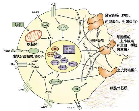 html由于emt涉及的信号通路众多,这一次我先就tgf-β介导的emt给大家