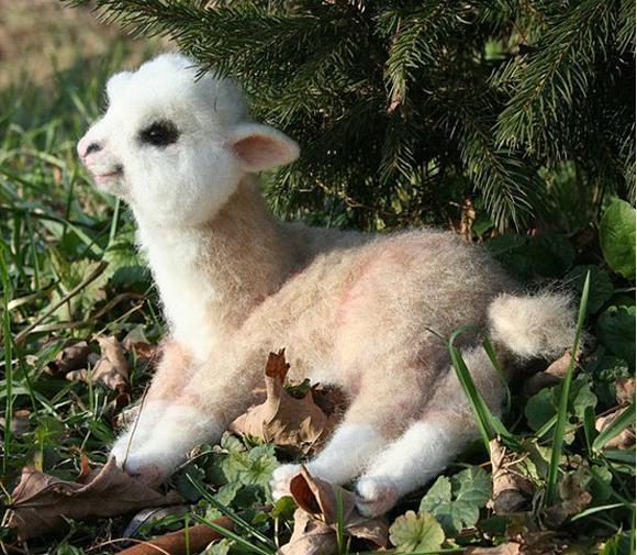 世界上最小的羊驼图片