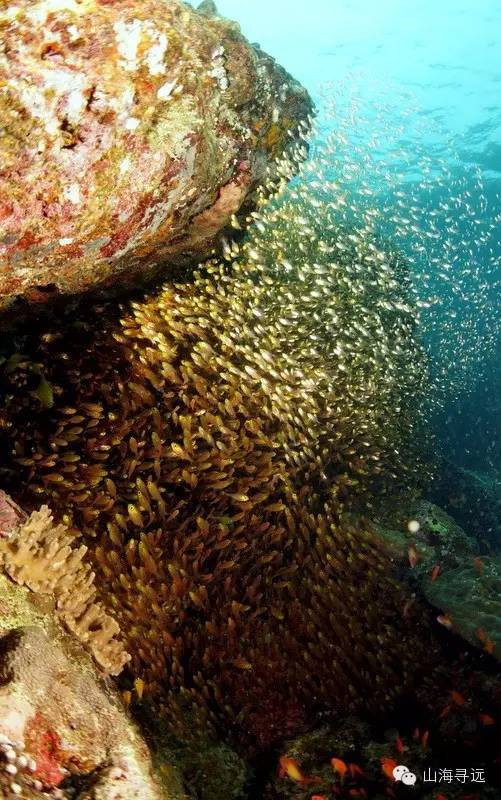 這張姿勢做對了oriential sweetlips,紅色的可能是soldierfishemperor