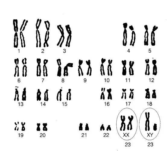 染色体是我们人类遗传物质的载体