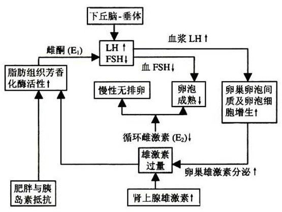 月经紊乱,多毛,面部痤疮,不孕,肥胖,黑棘皮征,胰岛素抵抗,双侧卵巢