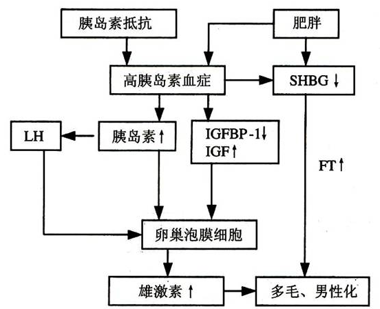 月经紊乱,多毛,面部痤疮,不孕,肥胖,黑棘皮征,胰岛素抵抗,双侧卵巢