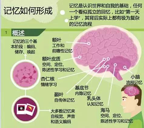 图解▏想改善记忆么?先了解记忆如何形成的