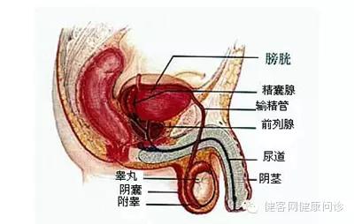 睾丸的位置图片