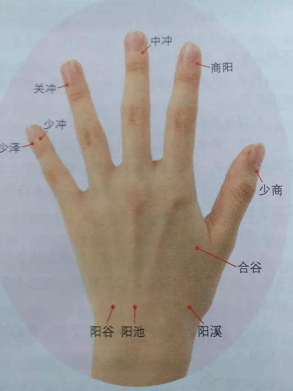 指蹼在手的什么位置图片