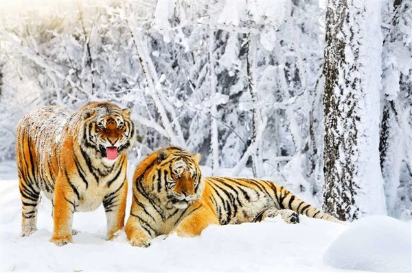 雪地东北虎群 看完就知道猛兽之首