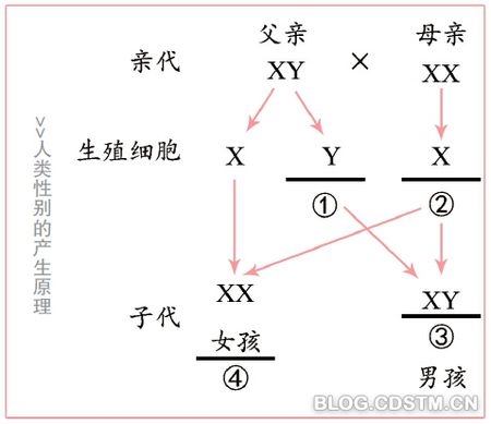 zw(异形)为雌性,zz(同形)为雄性,其他与xy型无异.