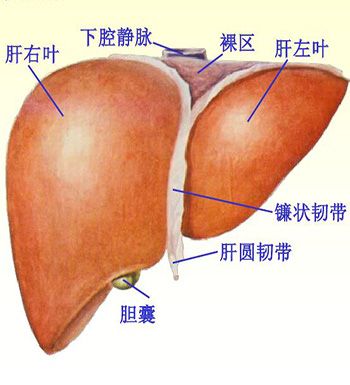 预防肝硬化的保健按摩疗法推荐