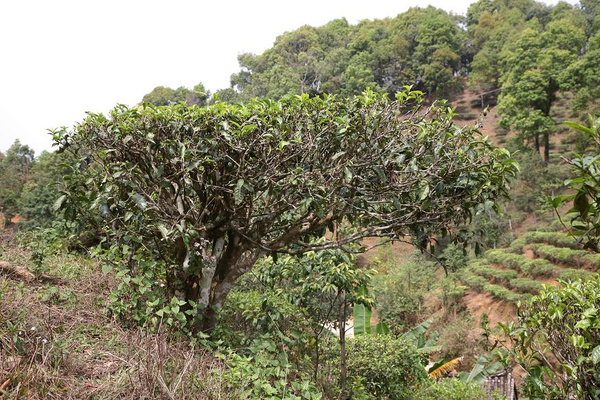 易武慶豐號【麻黑村】古樹茶特點-搜狐