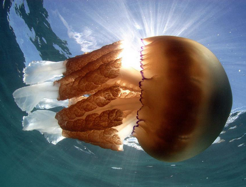 英国海岸附近现巨型水母重达64斤