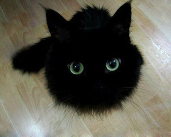 奇幻万圣节之黑猫传说