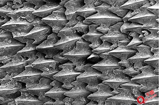 鲨鱼皮结构图片