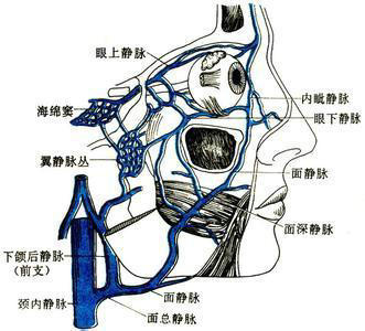 颌面部静脉图图片
