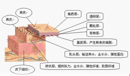 原因就是我們的皮膚分為表皮層(表皮層又細分為5層)和真皮層,每一層