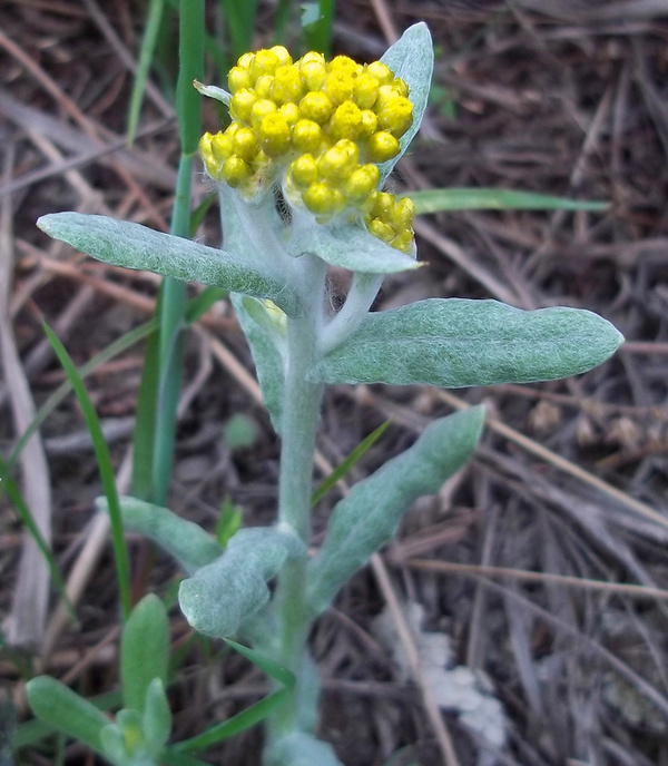 养生养心山野菜之清明草