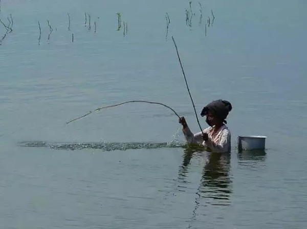 揚竿中魚 每天更新釣魚諮詢還可以添加白魚私人微信