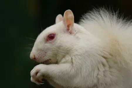 白化魔王松鼠图片
