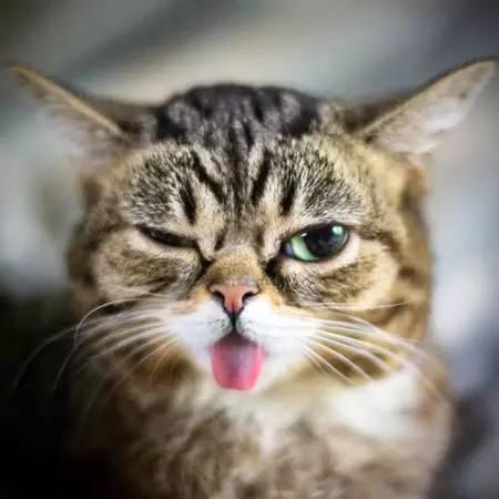 猫为什么总是吐舌头猫一直吐舌头是生病了吗