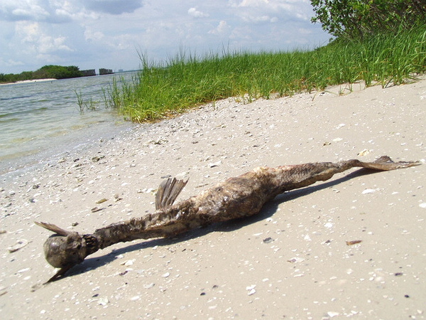 網上美人魚標本照片來源大揭秘