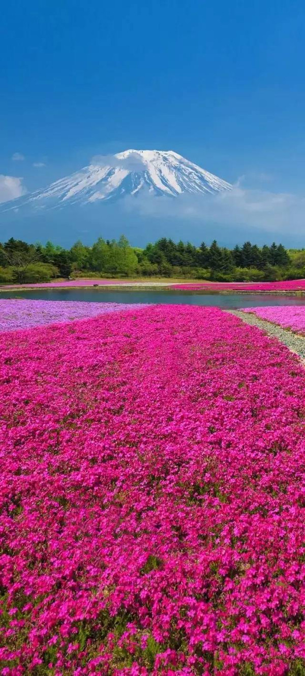 富士山樱花 手机壁纸图片