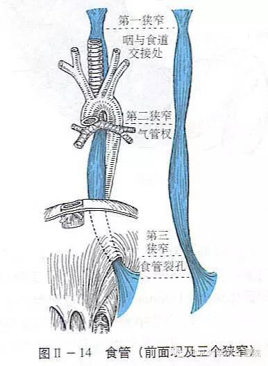 食管解剖结构图解图片
