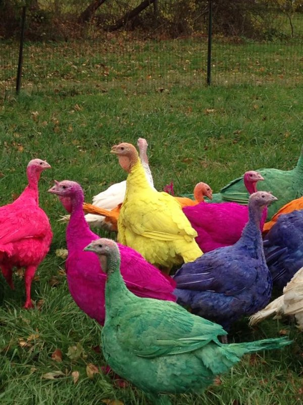 美国一火鸡农场将火鸡染色 让它们做鸡界杀马特