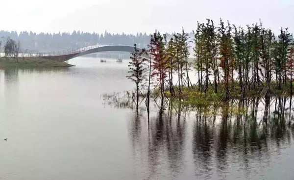 要過高淳老街,要過固城湖大橋,要過萬畝螃蟹田,要過溼地公園的花海