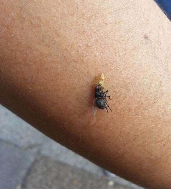 17张照片证明蜘蛛才是地球上最恐怖的生物