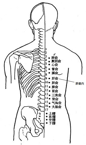 背部血位置示意图图片