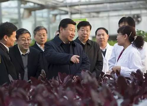 图为:2013年11月27日下午,习近平在山东省农业科学院智能化温室了解农业科技创新情况。