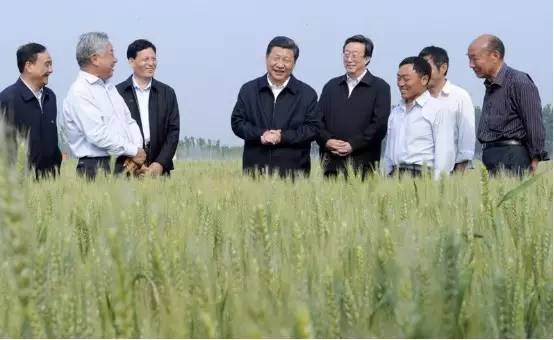 图为:2014年5月9日下午,习近平在尉氏县张市镇高标准粮田察看小麦长势。