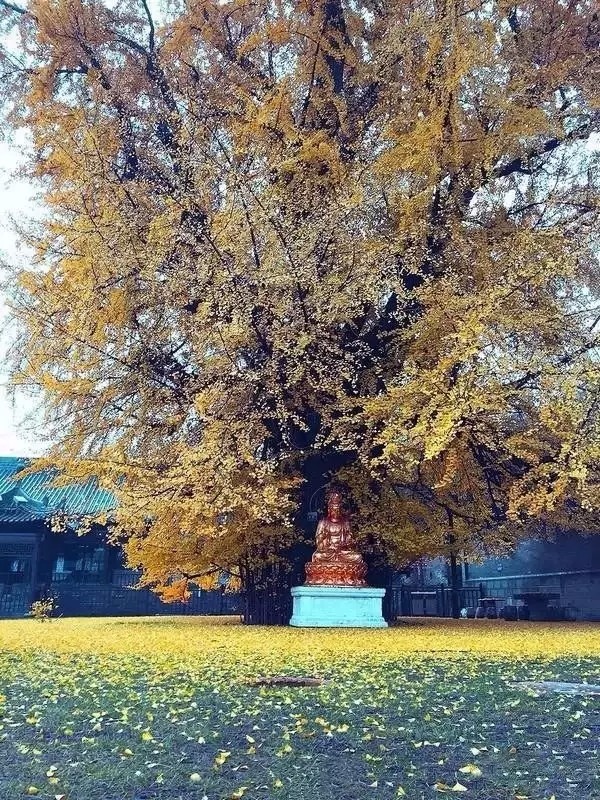 中國最美銀杏樹,1400年前李世民親手所栽!