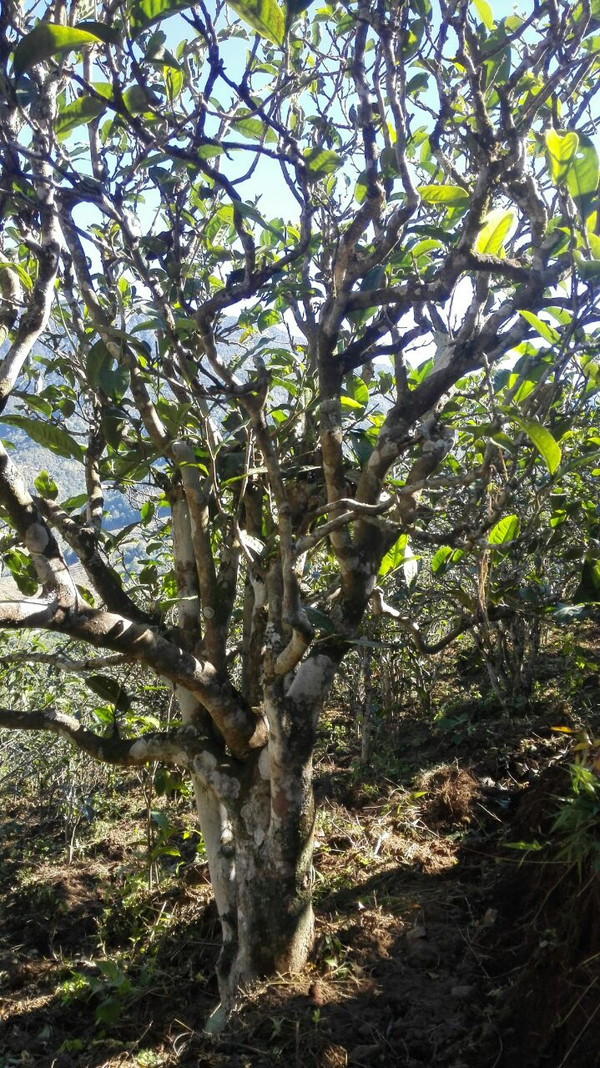 【粗人茶社】雲南茶山,冰島古樹茶