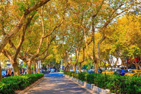 枝繁葉茂的梧桐樹既是南京靚麗的風景,也是南京人對這座城市歸屬的