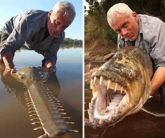 男子在河边钓鱼遇比食人鱼更恐怖的虎鱼