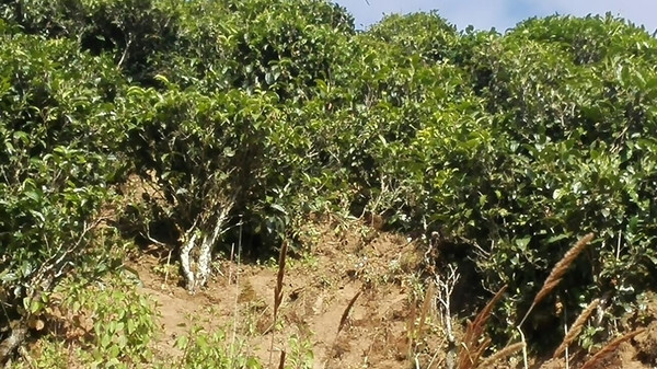 【粗人茶社】雲南茶山,鳳慶紅茶