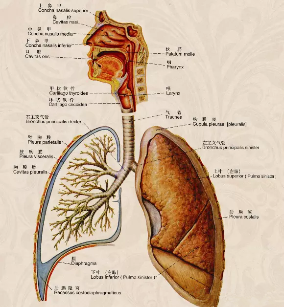 肺组织结构示意图图片
