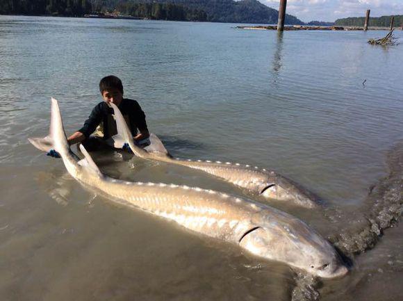 十五岁少年钓鱼狂拉300斤鲟鱼