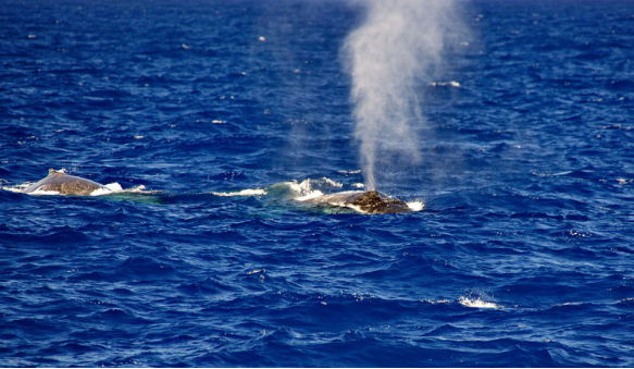 虎鲸水柱图片