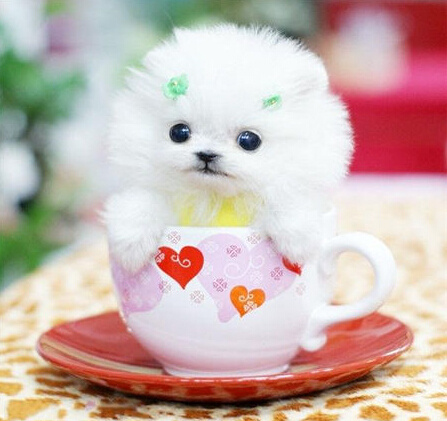 可爱茶杯犬图片