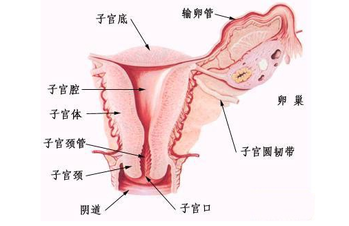 从女性的子宫横截面,我们可以看到:子宫,输卵管,卵细胞,卵巢,子宫内膜