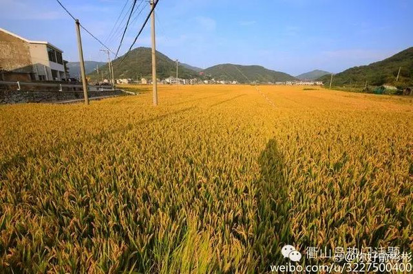 秋色衢山岛:稻田金灿灿一派丰收景象