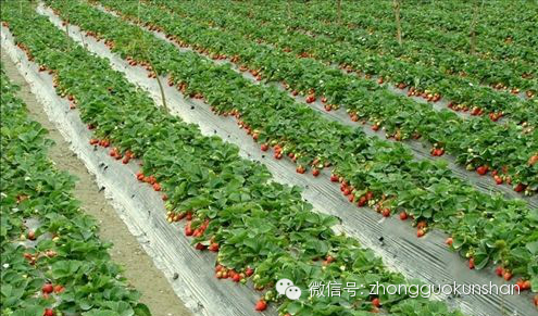 國家農業示範園區金豐路9號(花博園內) 在千燈百果園,成熟的草莓像是