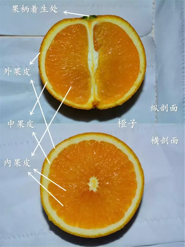 橘子剖面图片