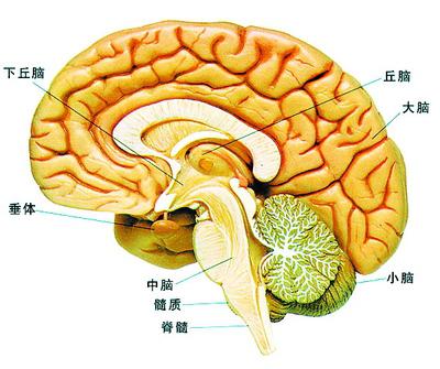 四脑室症状