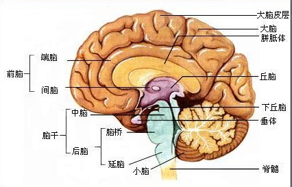 大脑中有专司语言的叶区,经常说话也会促进大脑的发育和锻炼大脑的