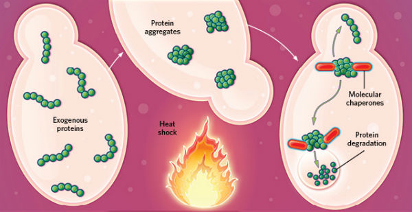 通常,细胞中的外源蛋白处于高温逆境时,蛋白结构会破坏变性且聚集沉淀