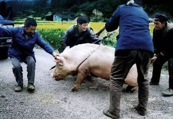 屠夫殺豬絕技,引發鄉村狂歡 | 豫記